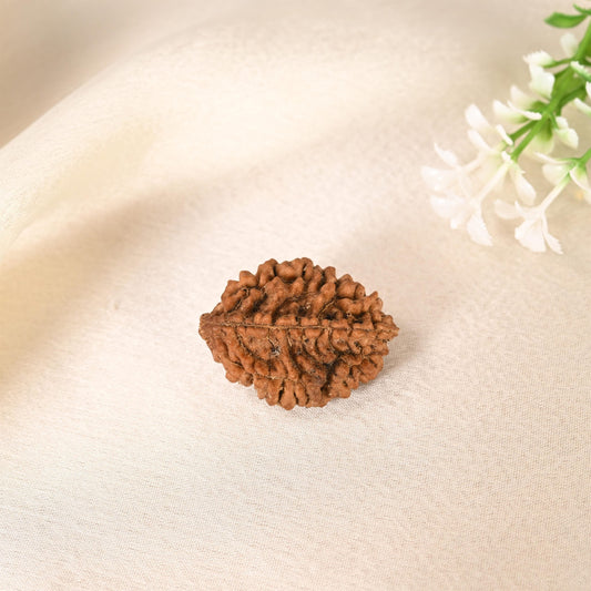 2 Mukhi Rudraksha